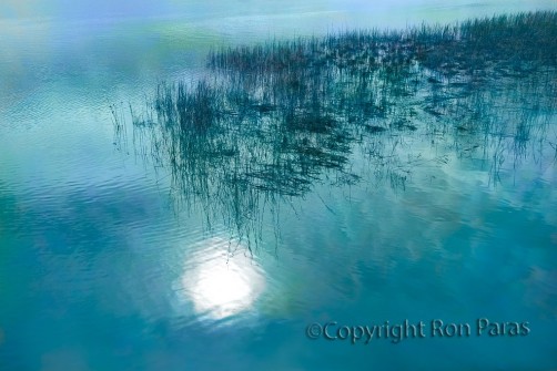 Watergrass