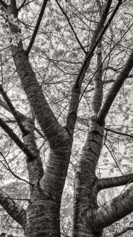 Cherry Trunk