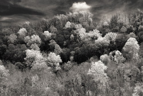 If Clouds Were Trees