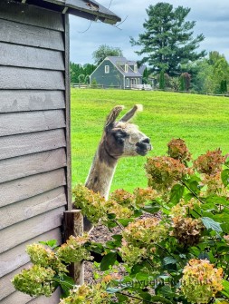 Curious Llama