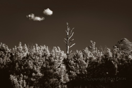 Pine Forest