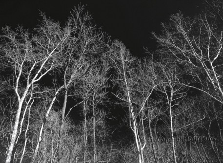 Sycamore Triptych Center Panel