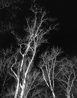 Sycamore Triptych Left Panel