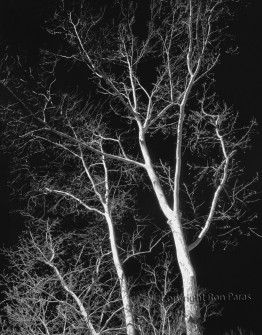 Sycamore Triptych Right Panel