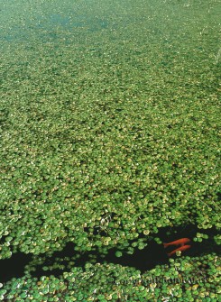 Water Lilies