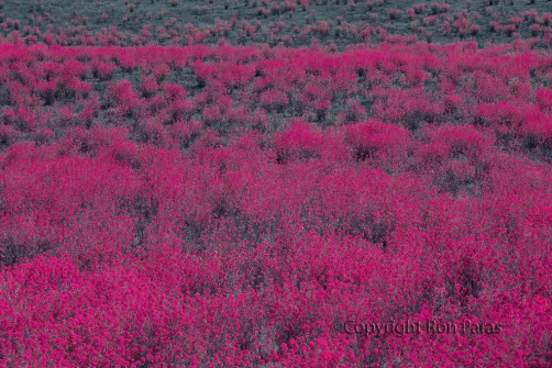 Magenta Meadow
