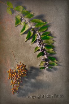 Berries and Branch