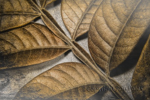 Macro Leaves