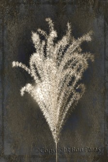 Seed Cloud