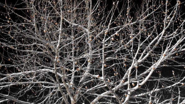 Midnight Branches
