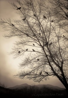 Conference of the Crows