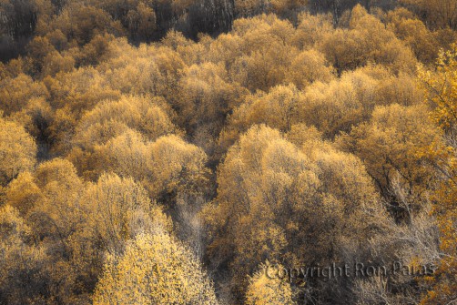 Gold Dusted Forest