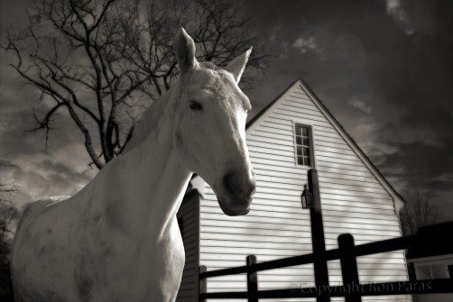 White Horse Near a White House