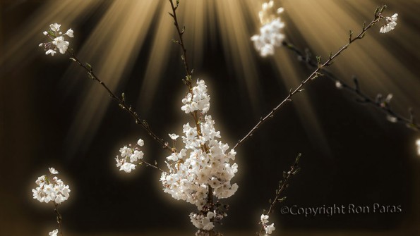 Blossoms and Rays